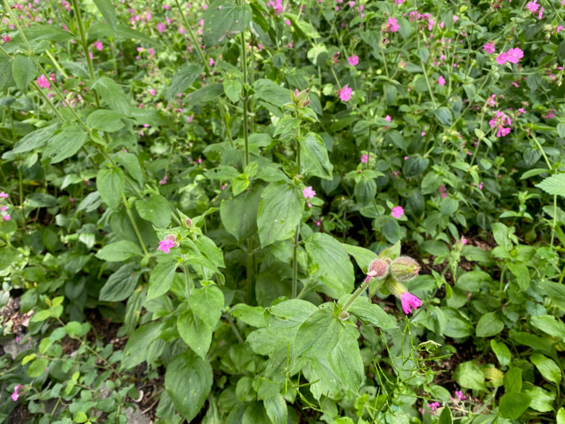 Taglichtnelke - Silene dioica