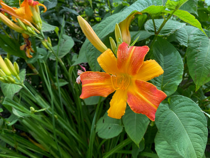 Taglilie (Gelb/Rot) – Hemerocallis 'Frans Hals'