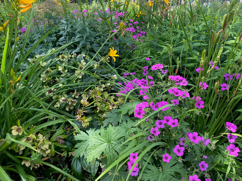 mixborder van daglelie met geranium psilostemon, helleborus, phlox en lis iris black knight