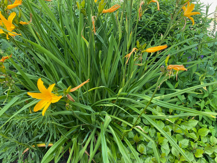 Taglilie - Hemerocallis 'Aten'