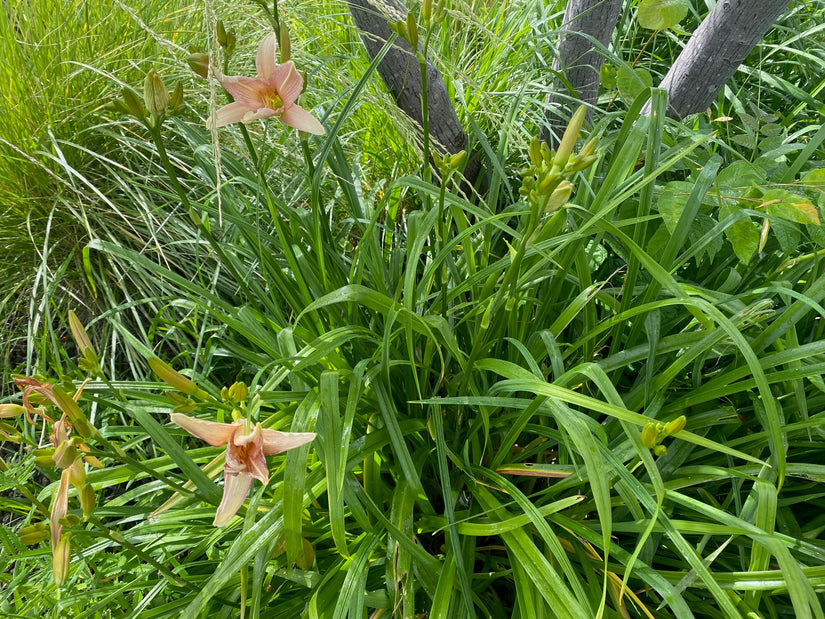 Taglilie - Hemerocallis 'Pink Charm'