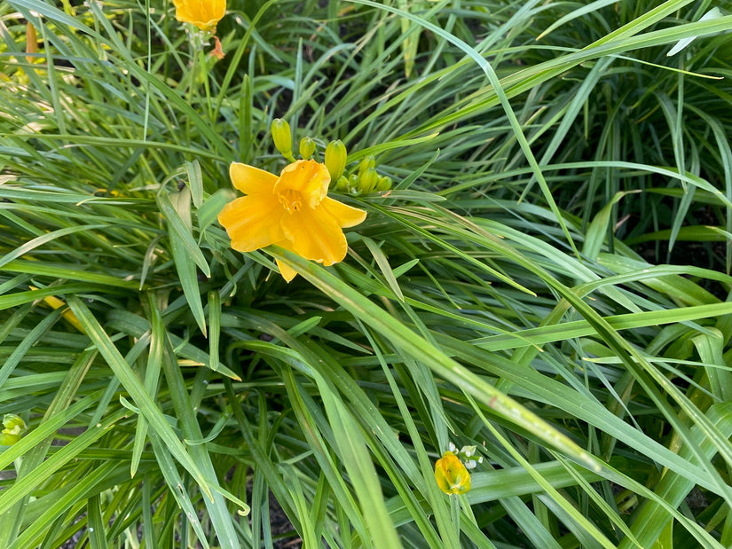 Taglilie - Hemerocallis 'Hyperion' TIPP