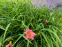 Bio-Taglilie - Hemerocallis 'Pink Damask'