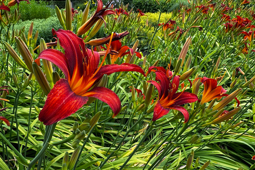 Taglilie (rot) – Hemerocallis „Sammy Russell“ TIPP