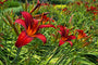 Taglilie (rot) – Hemerocallis „Sammy Russell“ TIPP