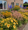 Daglelie Hemerocallis bonanza met Lampepoetsersgras 'Pennisetum', Pijpestrootje 'Molinia' of Vedergras 'Stipa' siergrassen

Gele Zonnehoed Rudbeckia

Rode Zonnehoed 'Echinacea'

Ridderspoor 'Delphinium' (blauw)

Lange Ereprijs 'Veronica' Heidekind

 in zonnige border