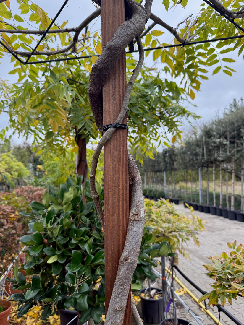 dak blauwe regen stam