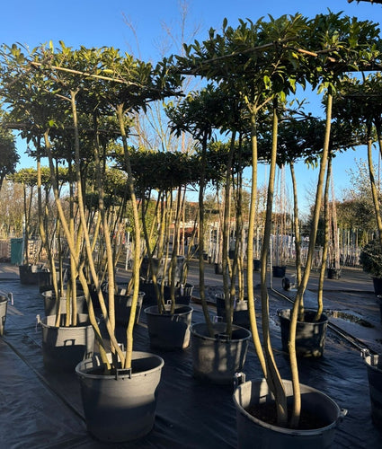 Kirschlorbeer - Prunus caucasica Spalierbaum - Immergrün