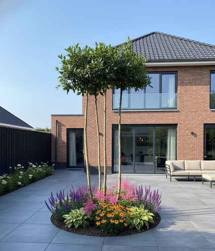 Mehrstämmiger Dachbaum - Buche Carpinus 180x180 cm Rahmen