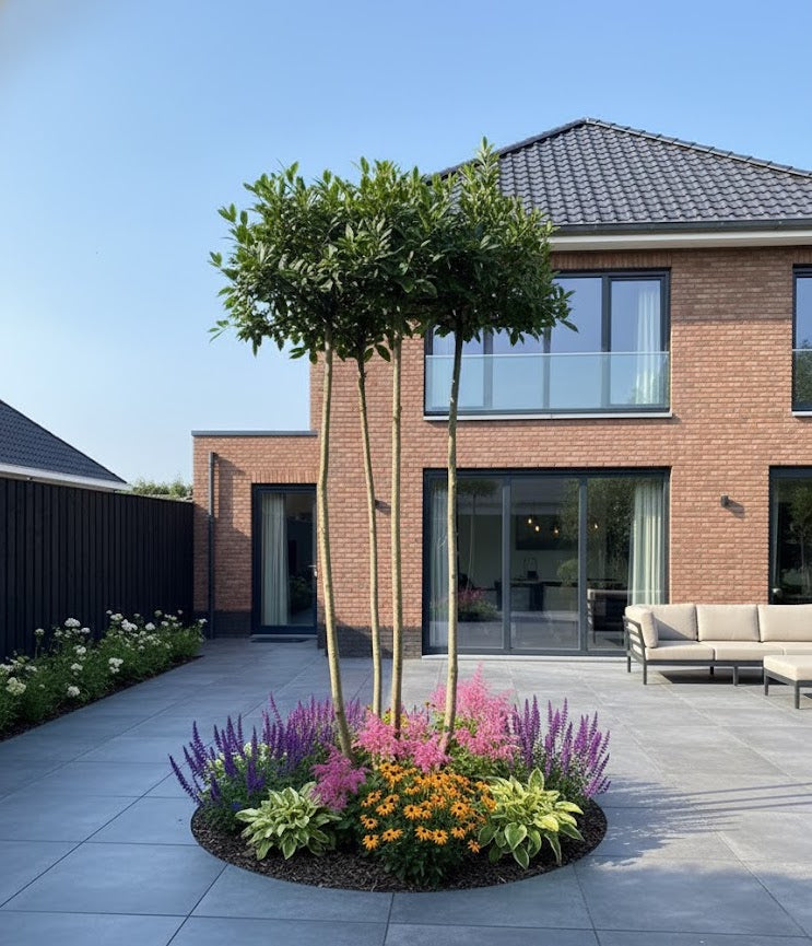 Mehrstämmiger Dachbaum - Buche Carpinus 180x180 cm Rahmen