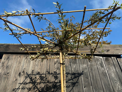 Dakboom Steeneik - Quercus Ilex - Groenblijvend (in 2 maten)