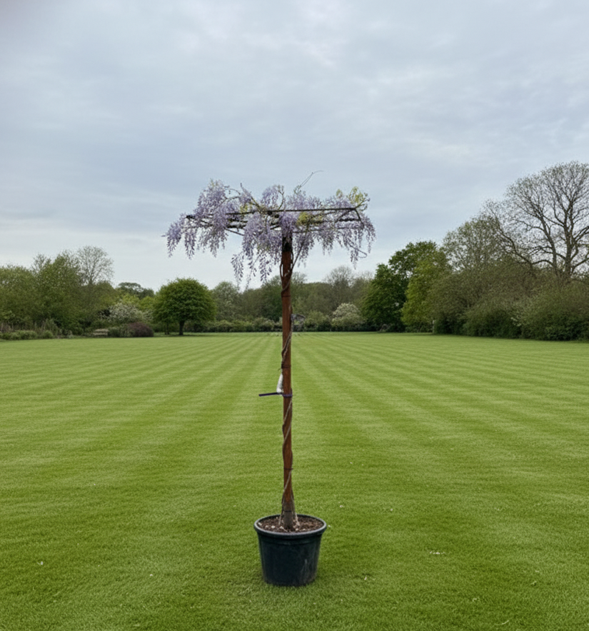 Dachbaum Blauregen - Wisteria 90x90 cm Dach