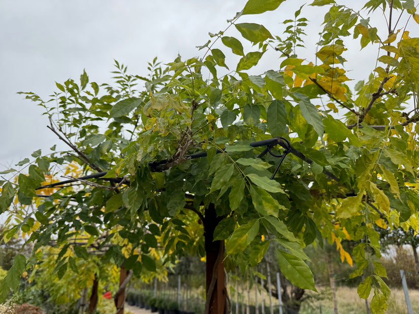 Dachbaum Blauregen - Wisteria 90x90 cm Dach