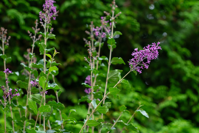 Flieder am Stiel - Syringa v. 'Dark Purple'