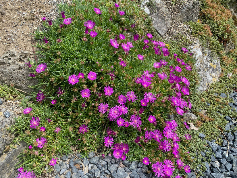 Eisblume - Delosperma Cooperi