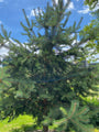 Waldkiefer - Pinus sylvestris