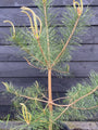 Waldkiefer - Pinus sylvestris