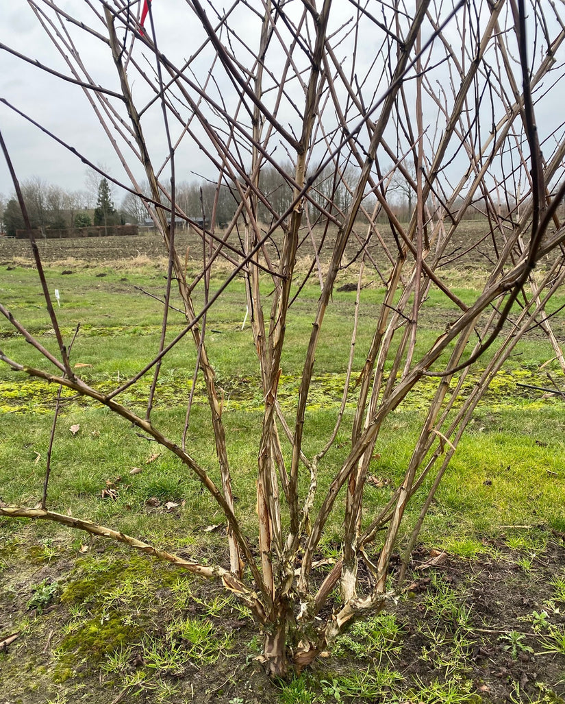 Blasensüß - Physocarpus opulifolius 'Diabolo'