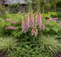 Fingerhut - Digitalis purpurea 'Sutton's Apricot'