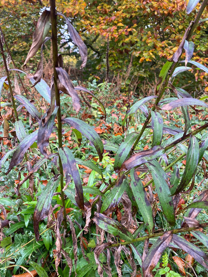 Gelber Fingerhut - Digitalis lutea