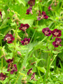 Dunkelvioletter Storchschnabel - Bio Geranium phaeum