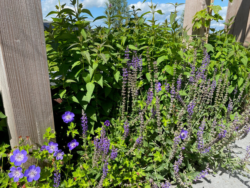 dropplant agastache achteraan in border met op de voorgrond salie 'mainacht' en geranium rozanne