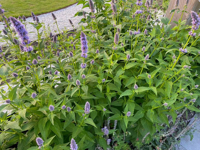 Süßholzpflanze - Agastache foeniculum TIPP