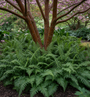 Doppelblättrig - Blechnum spicant (Wintergrüner Farn)