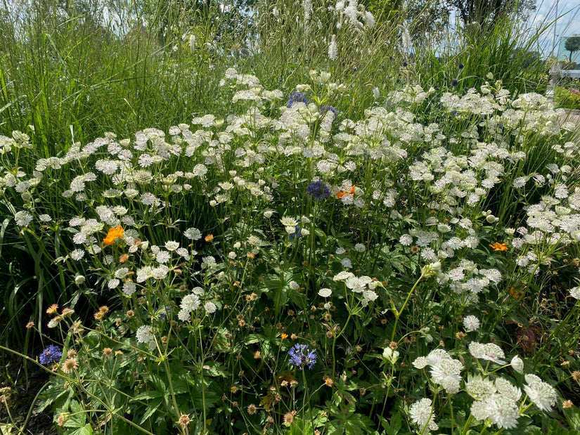 Kaukasisches Taubenkraut - Scabiosa caucasica 'Alba'