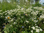 Kaukasisches Taubenkraut - Scabiosa caucasica 'Alba'