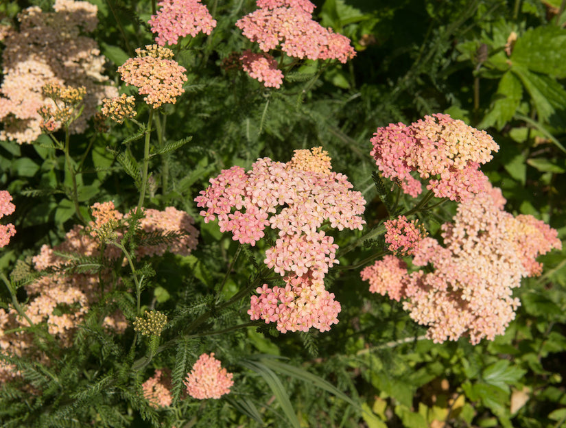 Gewöhnliche Schafgarbe - Achillea millefolium 'Lisette'