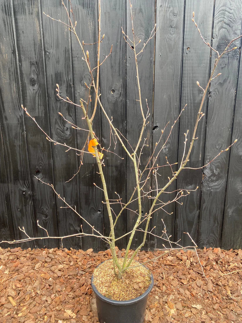 Zwerg-Johannisbeerbaum - Amelanchier spicata