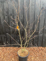 Zwerg-Johannisbeerbaum - Amelanchier spicata