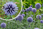 Kugeldistel - Echinops ritro