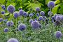 Kugeldistel - Echinops ritro