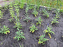 Bio-Kugeldistel - Echinops ritro 'Veitch's Blue'