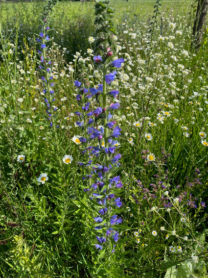 Schlangenkraut - Echium vulgare