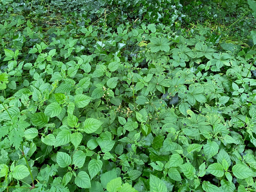 Singleberry - Paris quadrifolia