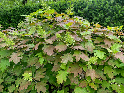 Eichenlaubhortensie - Hydrangea quercifolia 'Snowflake'