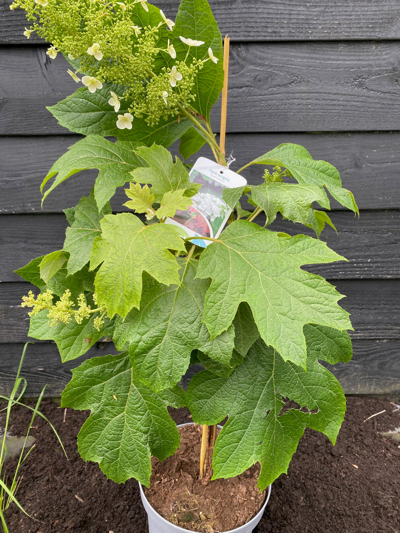 Eichenlaubhortensie - Hydrangea quercifolia