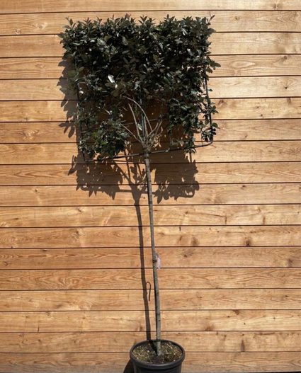 Ölweide als Spalierbaum - Elaeagnus ebbingei - Immergrün