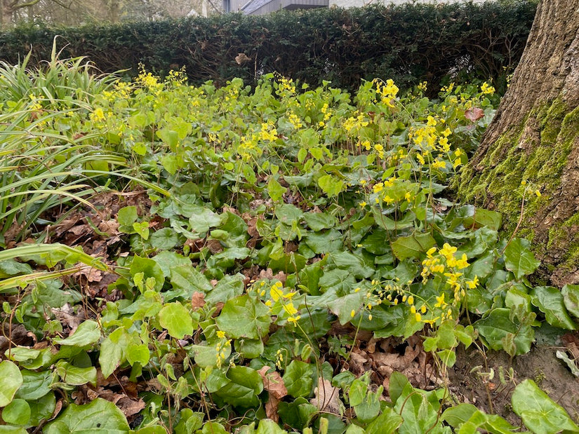 Feenblume - Epimedium x versicolor 'Sulphureum'