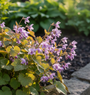 Feenblume (Lila) - Epimedium grandiflorum 'Lilafee'