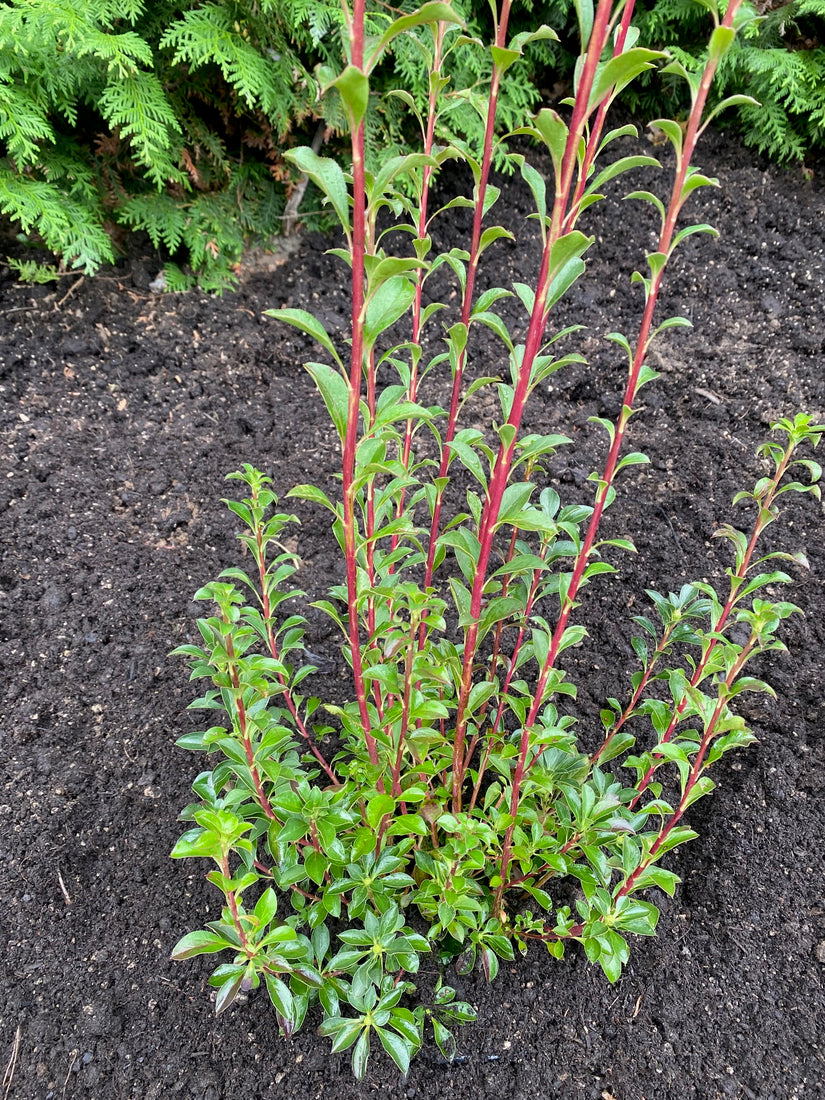 Enkianthus Campanulatus in c7.5 pot 60-80cm struik - voorbeeld wat u krijgt