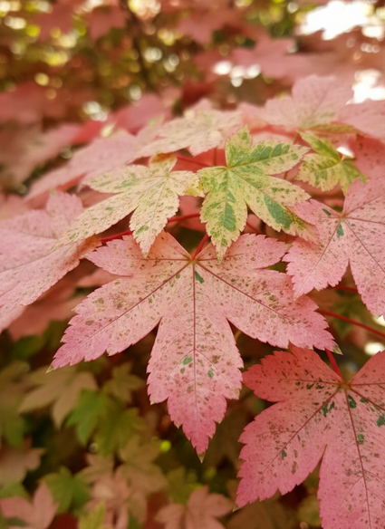 Gewöhnlicher Ahorn - Acer pseudoplatanus 'Van Gogh'