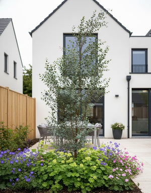 Ausgewachsener Strauch