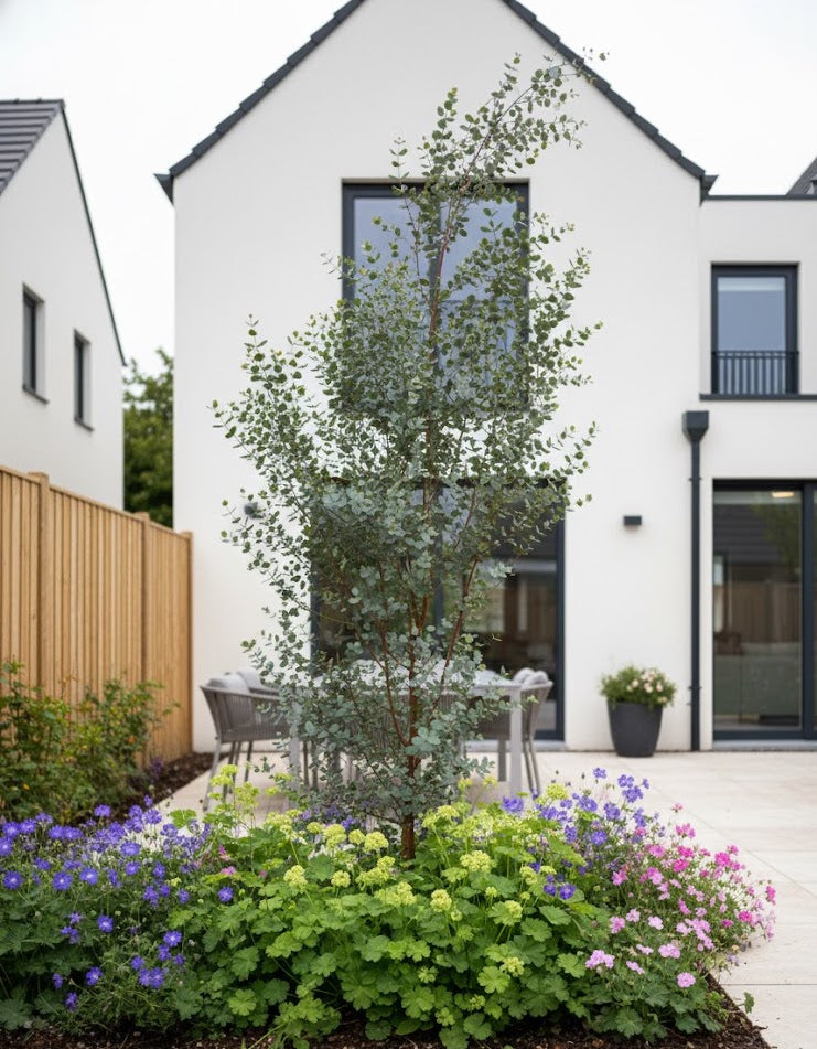 Apfelwein-Eukalyptus - Eucalyptus gunnii