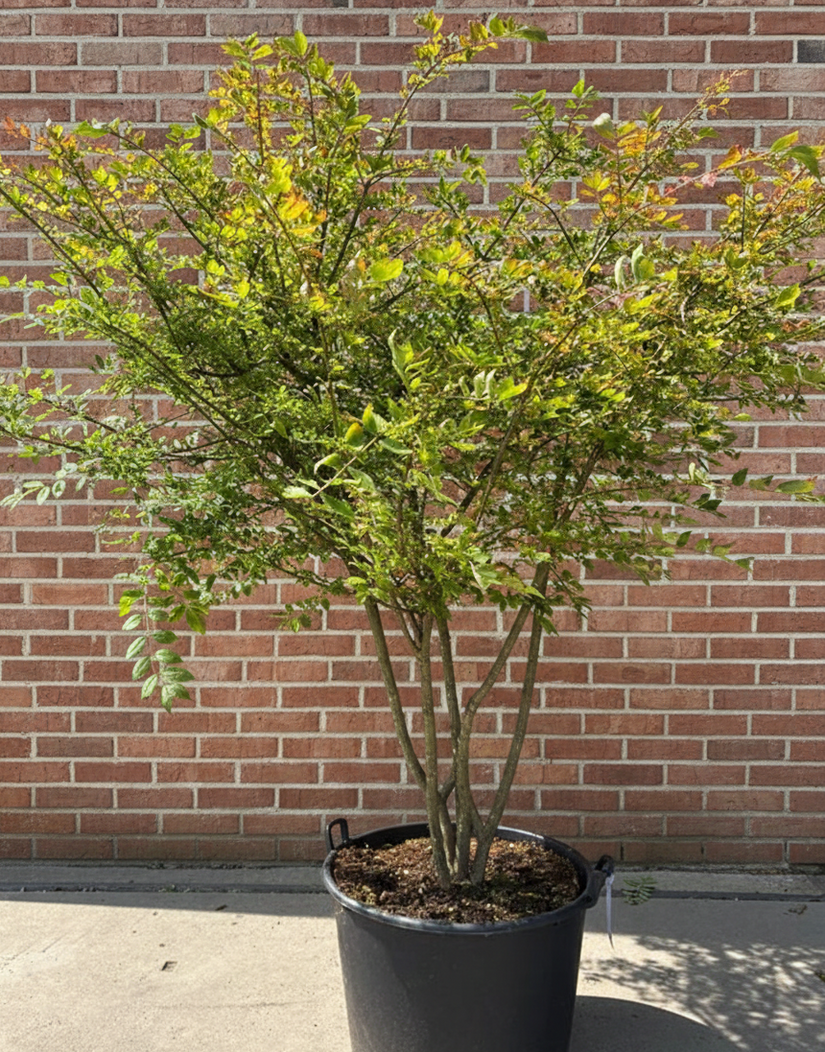 euonymus alatus meerstammig 175-200cm solitaire a keuze