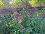 Königinnenkraut - Eupatorium maculatum