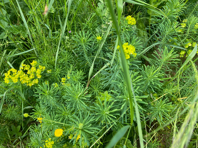 Zypressen-Wolfsmilch - Euphorbia cyparissias